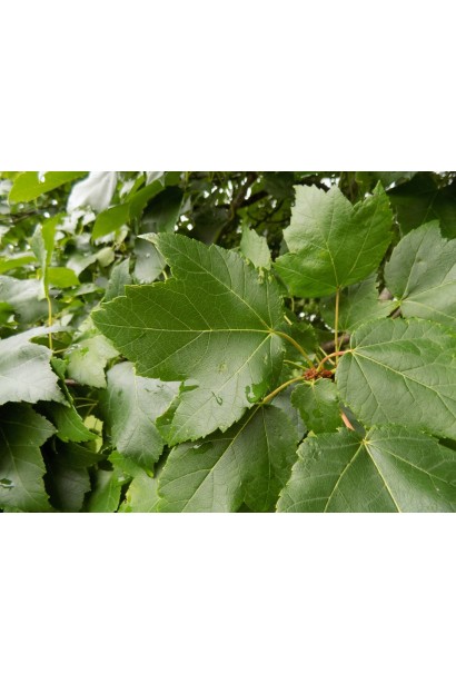 Клен червоний Ред Сансет 3-5-ти лопатеве листя